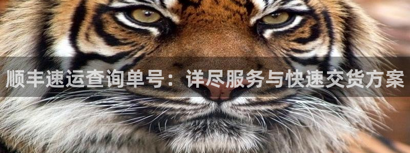 超凡国际注册登录：顺丰速运查询单号：详尽服务与快速交货方案